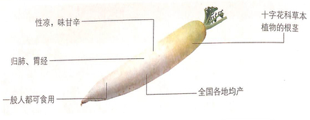 大雪節(jié)氣吃白蘿卜能順氣利便