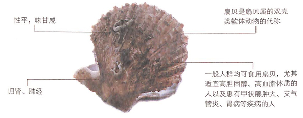 扇貝的功效是什么?有效降低膽固醇