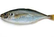 巴浪魚、沙丁魚怎么挑選新鮮的