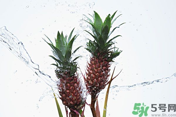 菠蘿和螃蟹能一起吃嗎？菠蘿能與螃蟹同吃嗎？