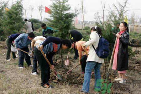 植樹節(jié)是幾月幾日？植樹節(jié)可以做些什么活動？