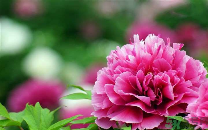 懷孕了能養(yǎng)花嗎？養(yǎng)什么花對(duì)胎兒好？