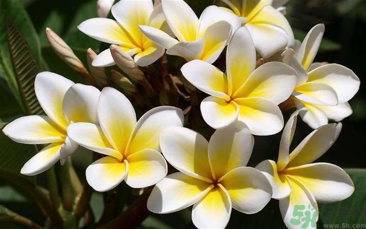 懷孕了能養(yǎng)花嗎？養(yǎng)什么花對(duì)胎兒好？