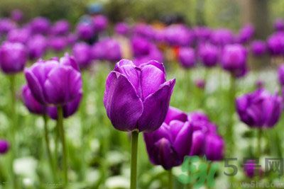 懷孕了能養(yǎng)花嗎？養(yǎng)什么花對(duì)胎兒好？