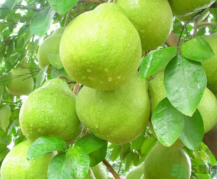 春季吃什么養(yǎng)生？春季怎樣養(yǎng)生？