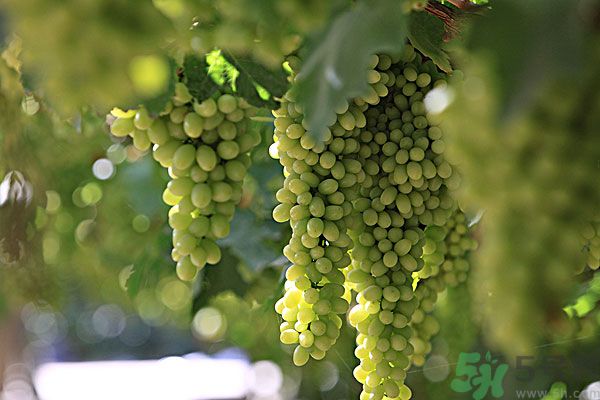 吃葡萄對(duì)皮膚好嗎？吃葡萄可以延緩衰老嗎？
