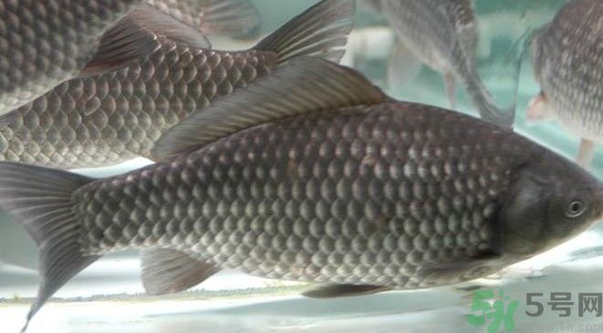 吃魚真的能變聰明嗎？喝魚湯有什么好處？