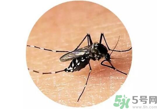 黃熱病是什么？黃熱病是什么癥狀？