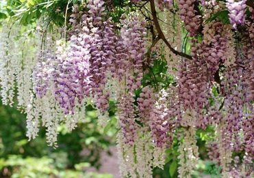春天吃什么蔬菜好？春天吃蔬菜對(duì)身體有什么好？
