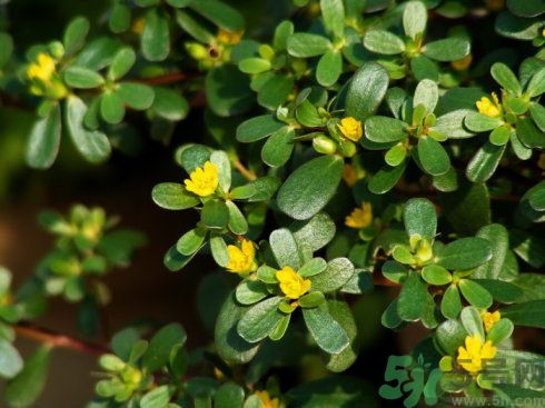 春天吃什么蔬菜好？春天吃蔬菜對(duì)身體有什么好？