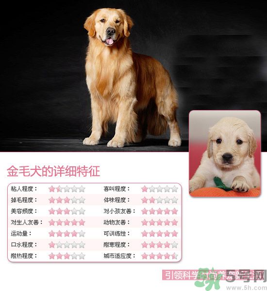 熱門寵物排名你知道嗎？寵物明星有哪些？