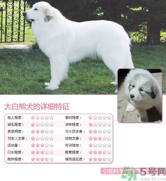 熱門寵物排名你知道嗎？寵物明星有哪些？
