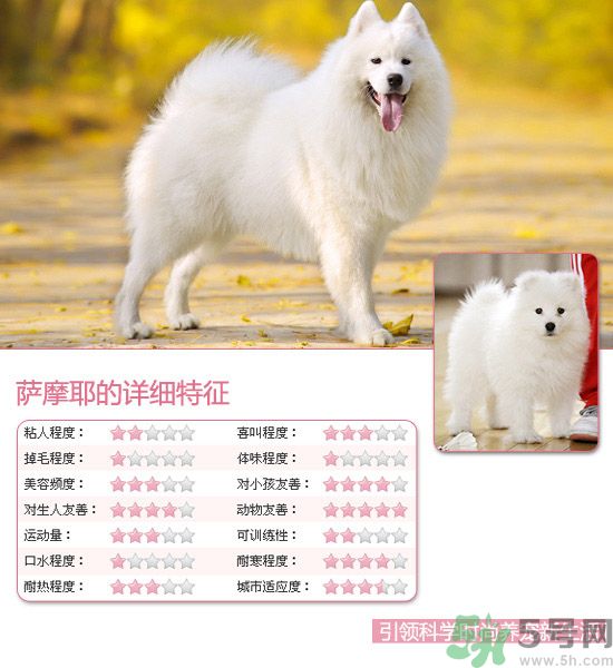 熱門寵物排名你知道嗎？寵物明星有哪些？