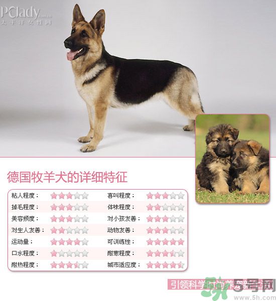 熱門寵物排名你知道嗎？寵物明星有哪些？