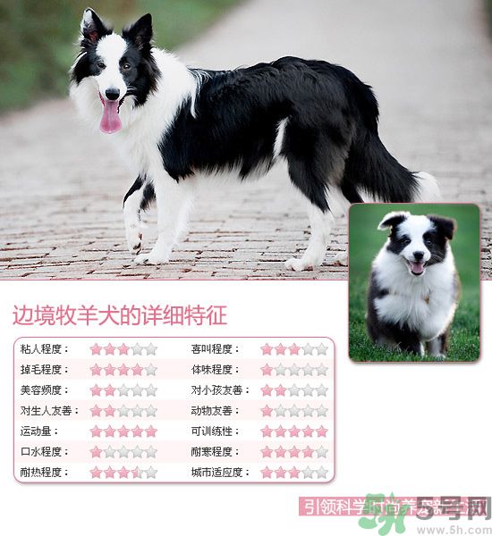 熱門寵物排名你知道嗎？寵物明星有哪些？