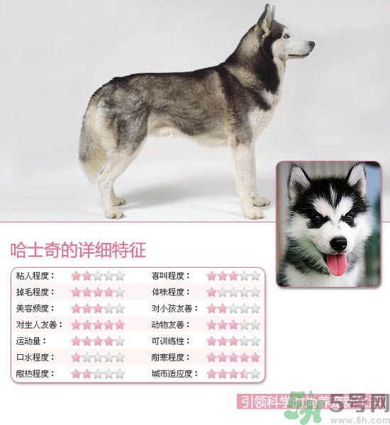 熱門寵物排名你知道嗎？寵物明星有哪些？