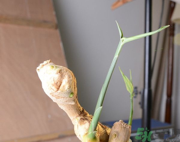 生姜發(fā)芽了能吃嗎？生姜發(fā)綠了能吃嗎？