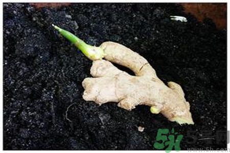 生姜發(fā)芽了能吃嗎？生姜發(fā)綠了能吃嗎？