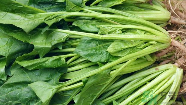 吃菠菜能補(bǔ)鐵嗎？吃蔬菜鐵效果好嗎？