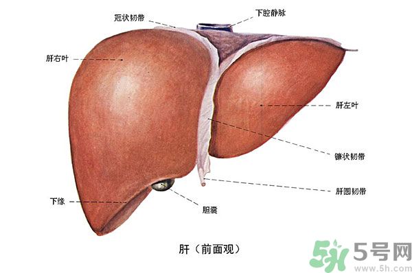 得了脂肪肝該怎么治？脂肪肝對人體危害有多大？
