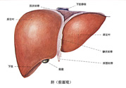 得了脂肪肝該怎么治？脂肪肝對人體危害有多大？