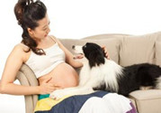 孕婦家里可以養(yǎng)狗嗎?孕婦家里養(yǎng)狗應該注意什么