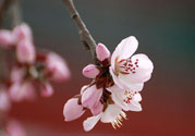 春分時(shí)養(yǎng)生要注意什么？春分要預(yù)防哪些疾?。?><p><strong>春分時(shí)養(yǎng)生要注意什么？春分要預(yù)防哪些疾病？</strong></p></a></li> <li><a href=