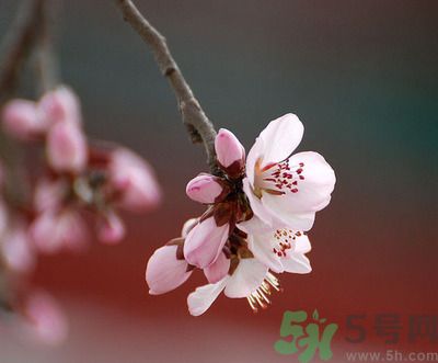 春分時養(yǎng)生要注意什么？春分要預(yù)防哪些疾?。?></p> </div>
<div align=