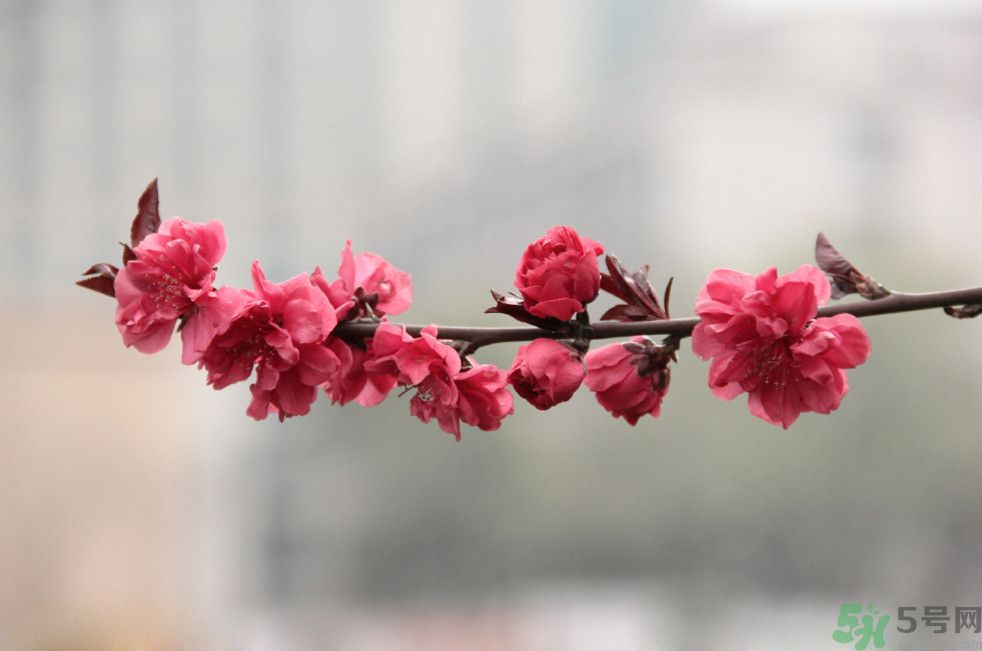 什么花可以凈化空氣？什么花可以減肥？
