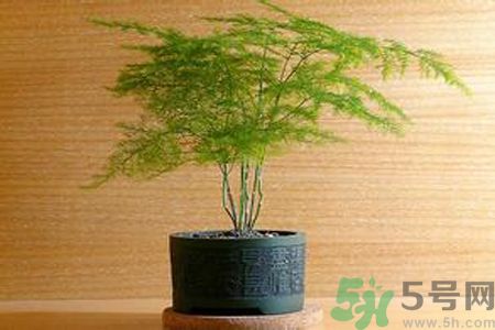 什么花可以凈化空氣？什么花可以減肥？