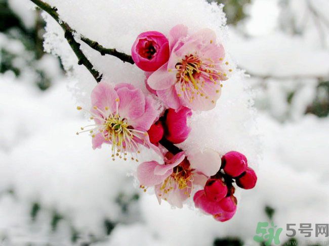 清明節(jié)有哪些習(xí)俗？清明節(jié)習(xí)俗的來源？