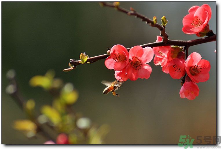 清明節(jié)有哪些習(xí)俗？清明節(jié)習(xí)俗的來源？