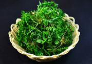 薺菜根能吃嗎？薺菜要去根吃嗎？