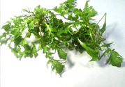 薺菜可以泡水喝嗎？薺菜泡水喝有什么好處？