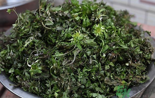 薺菜為什么是苦的？薺菜味道苦嗎？