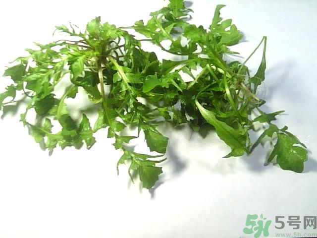 薺菜可以泡水喝嗎？薺菜泡水喝有什么好處？