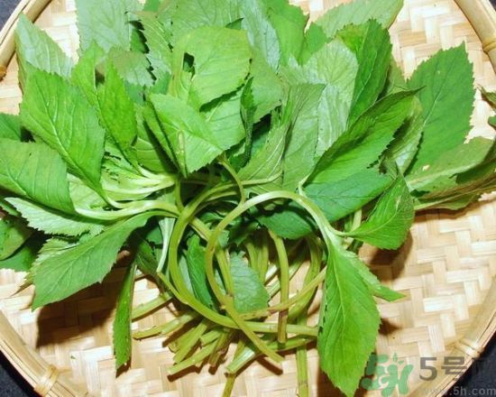 薺菜可以泡水喝嗎？薺菜泡水喝有什么好處？