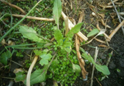 薺菜開(kāi)花了能吃嗎？薺菜花可以吃嗎？