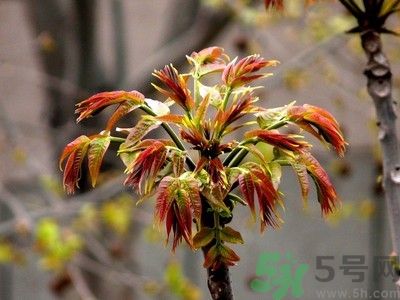 香椿好吃嗎？香椿可以做菜嗎？
