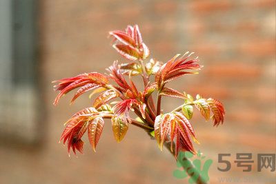 香椿好吃嗎？香椿可以做菜嗎？