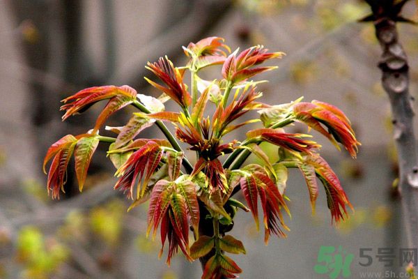 香椿好吃嗎？香椿可以做菜嗎？