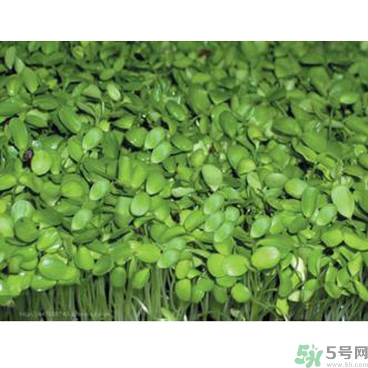 吃香椿要焯水嗎？吃香椿焯水還有營(yíng)養(yǎng)價(jià)值嗎？