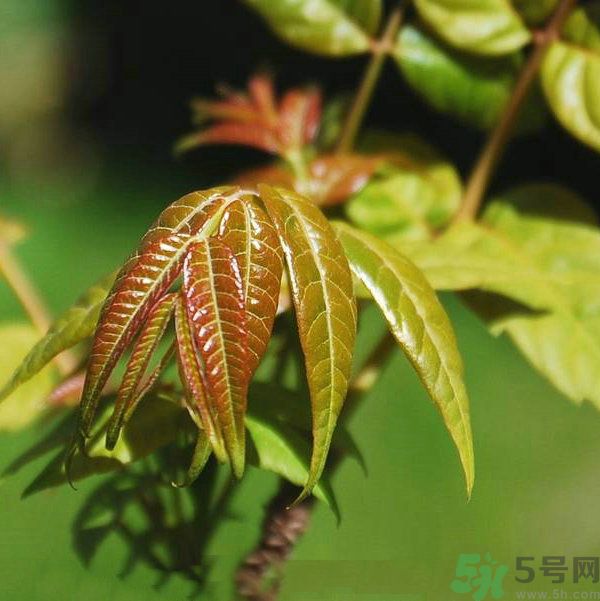 吃香椿要焯水嗎？吃香椿焯水還有營(yíng)養(yǎng)價(jià)值嗎？