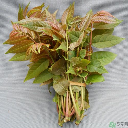 吃香椿要焯水嗎？吃香椿焯水還有營(yíng)養(yǎng)價(jià)值嗎？