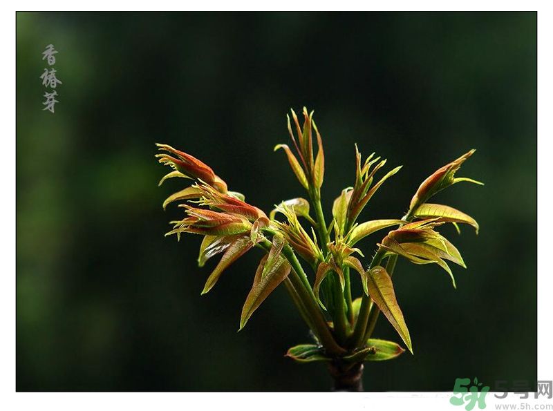 吃香椿有什么好處？香椿可以預(yù)防疾病嗎？