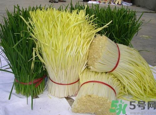 韭菜和韭黃的區(qū)別?韭菜和韭黃哪個(gè)有營養(yǎng)