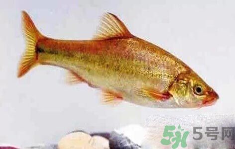 怎么挑選魚？挑魚的技巧有哪些？