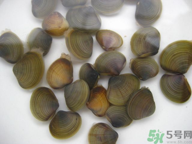 河蚌要怎么清洗才干凈？河蚌的清洗方法？