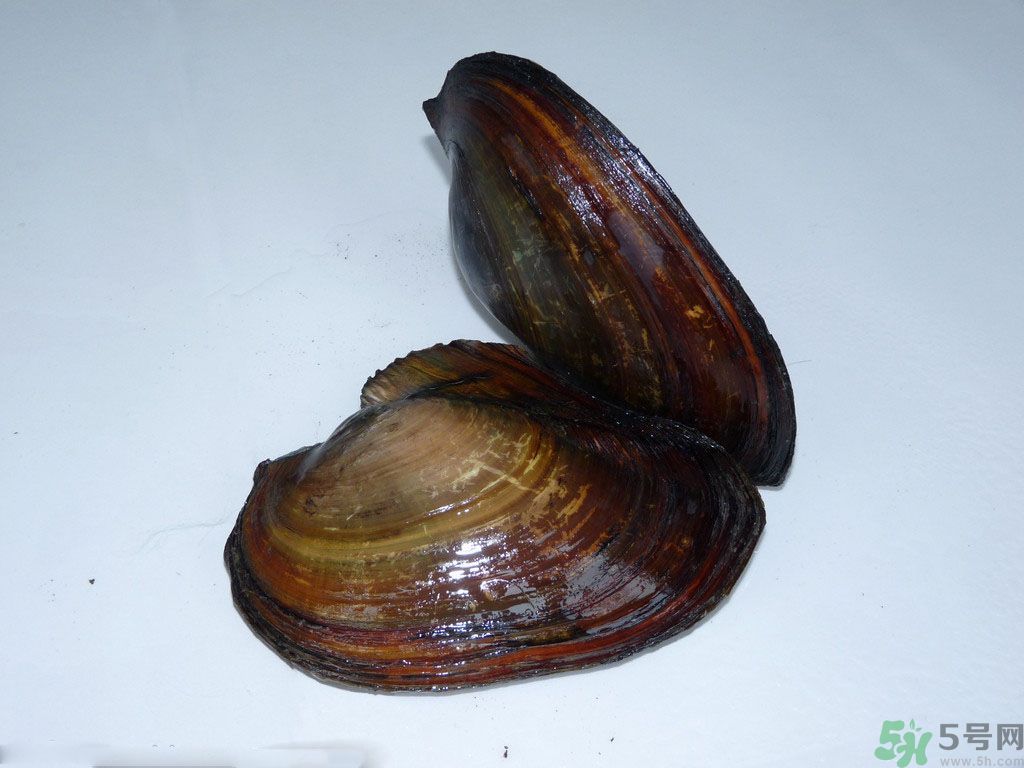 河蚌要怎么清洗才干凈？河蚌的清洗方法？