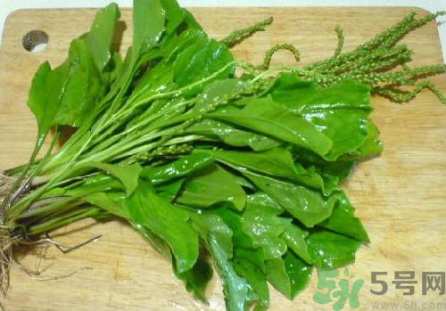 車前草能治痛風(fēng)嗎？車前草對痛風(fēng)的作用